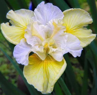 Iris Sibirica Yellow Tail upr– vodo5